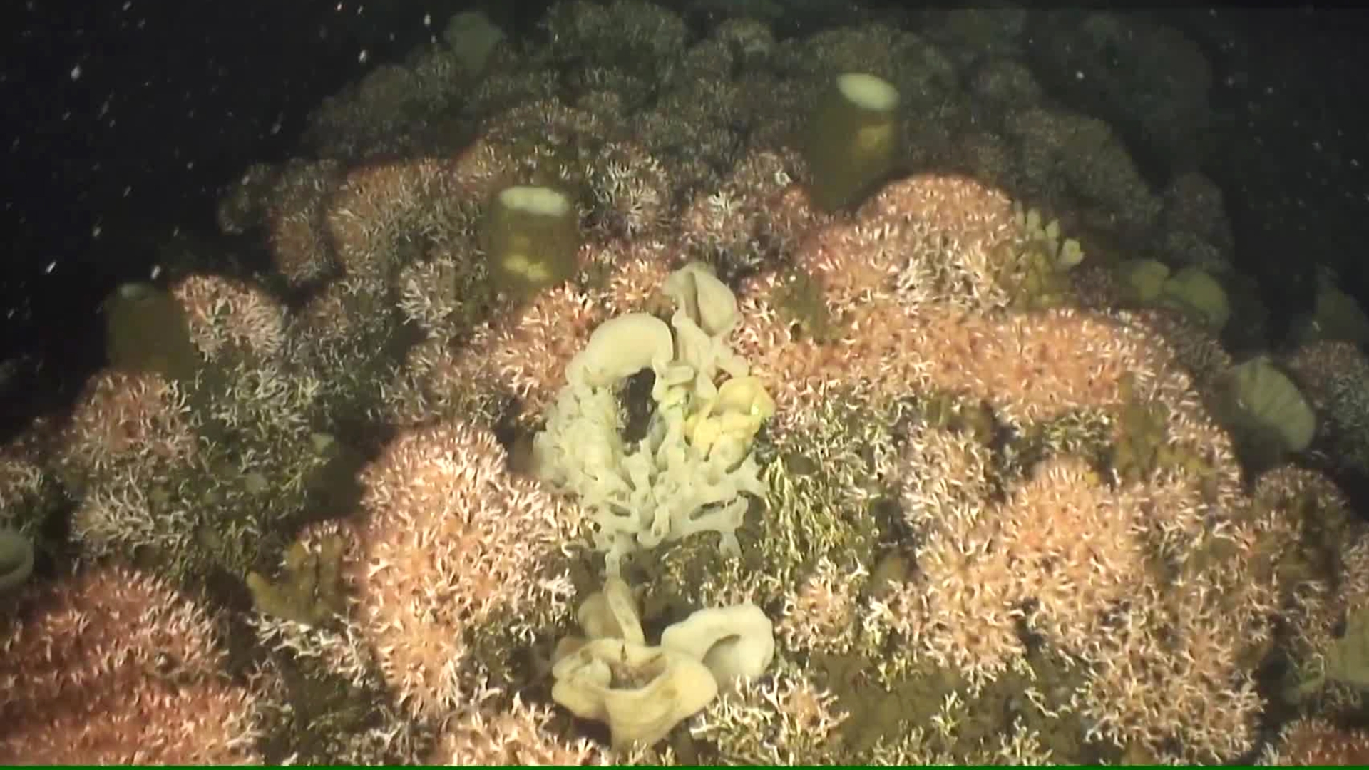 Video: B.C. scientist finds Canada's only known ancient coral reef