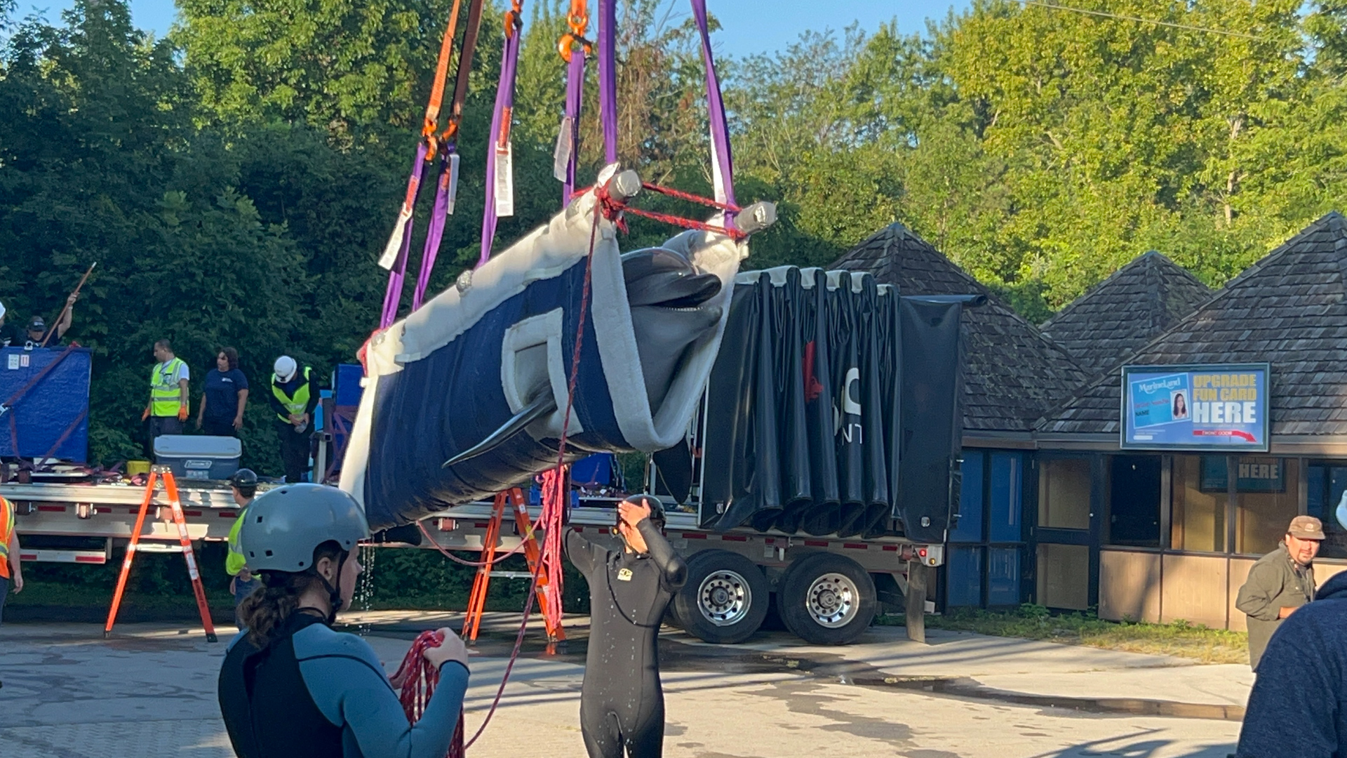 Video: Canada's last captive dolphins leave Marineland