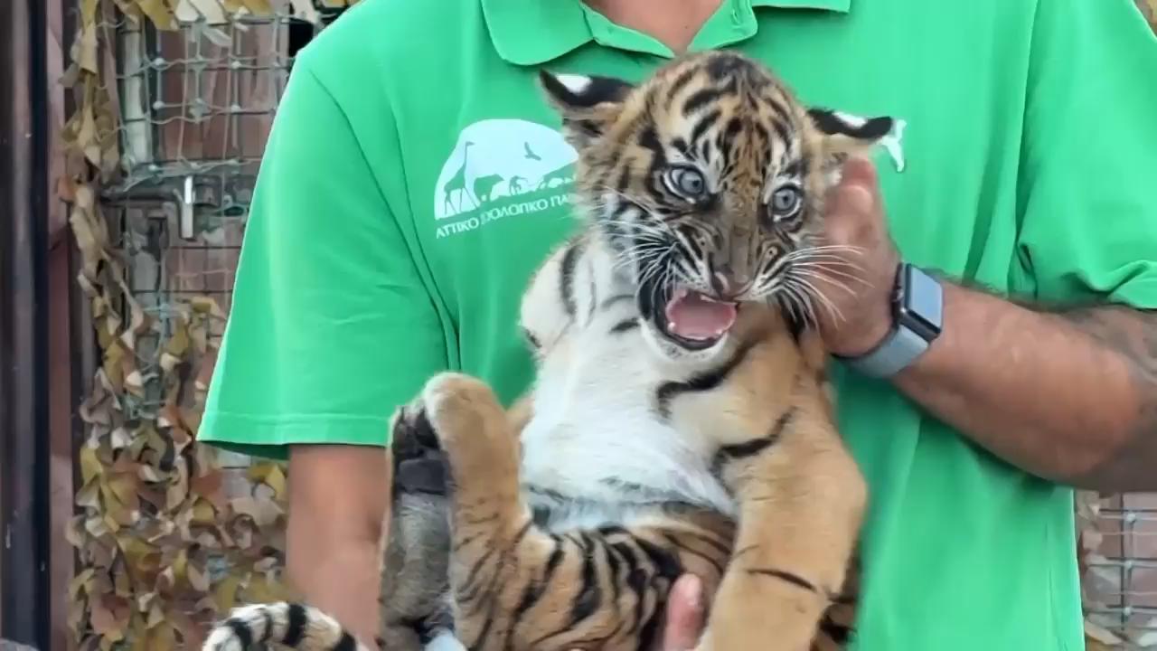 Video: Birth of Sumatran tiger cubs at Greek zoo offers hope for endangered species