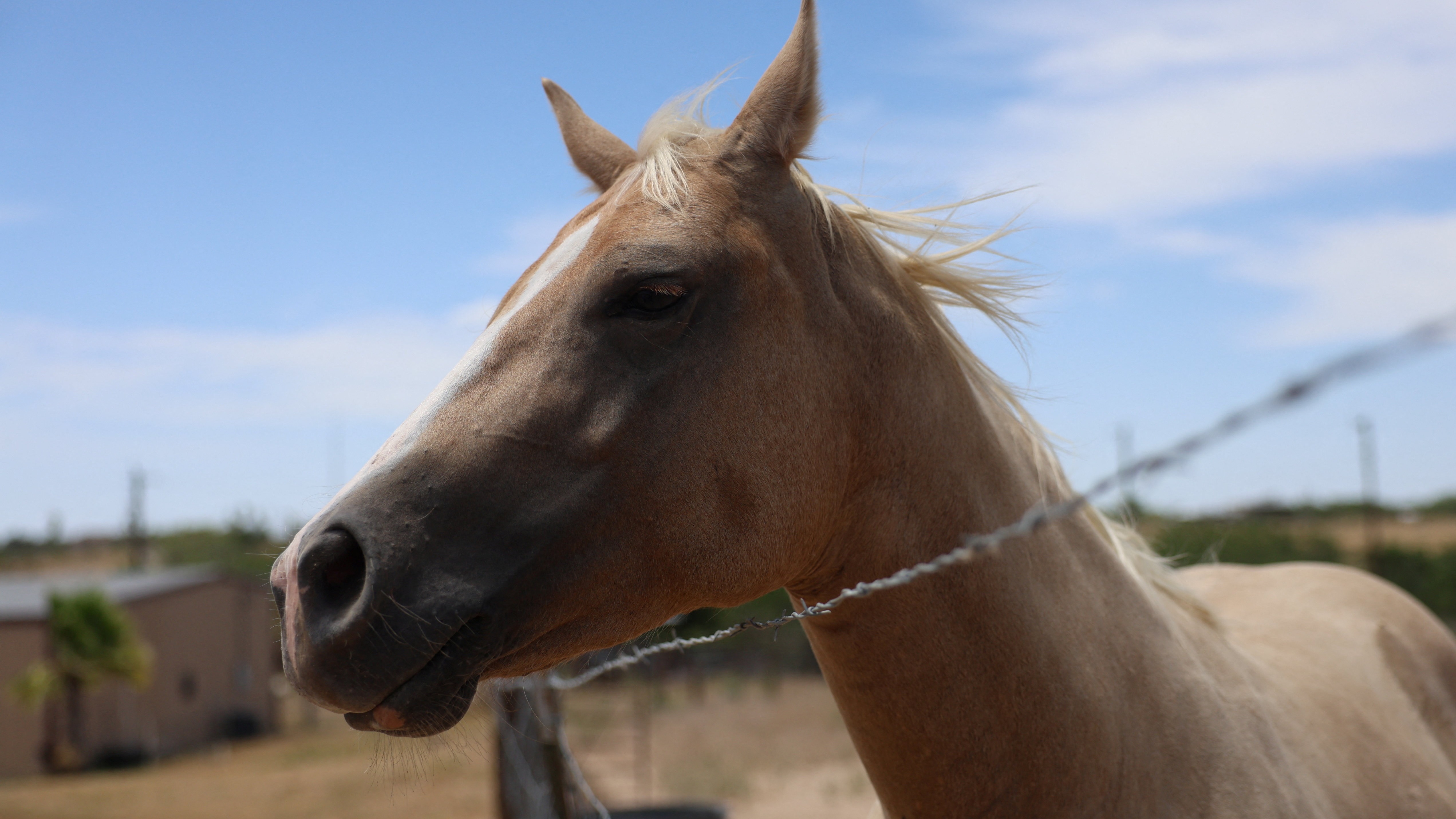 Video: Horse smugglers risk spreading screwworm from Mexico into U.S.